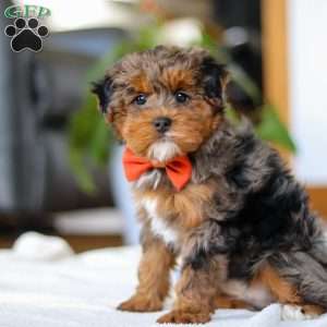 Jackson, Yorkie Poo Puppy